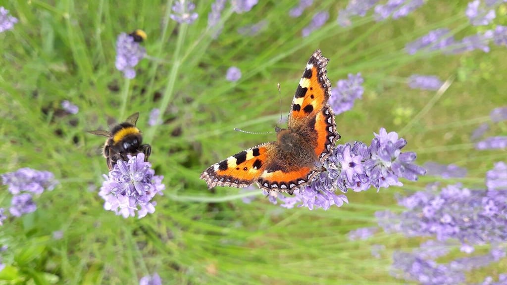 A Bumblebee and Tortoiseshell Butterfly Enjoy Lavender Blooms