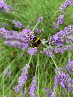 A bumblebee enjoys the nectar of a lavender plant.