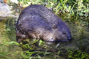 Exmoor Beavers Build First Dam In 400 Years: A Beaver Forages In A Shallow Stream
