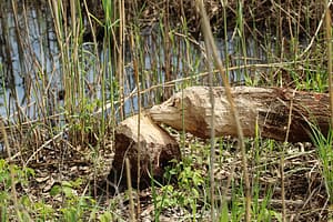 Exmoor Beavers Build First Dam In 400 Years: A Beaver-felled Tree