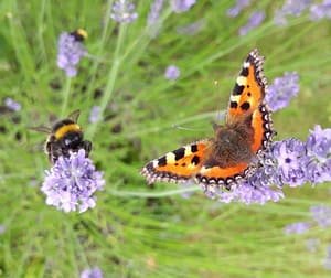 A Bumblebee And Painted Lady Butterfly On Lavender.