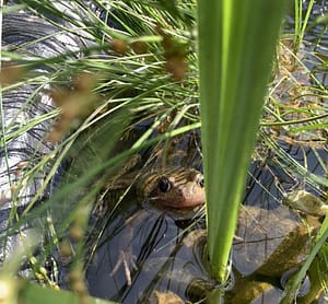 10 Eco New Year's Resolutions: A Frog In A Pond