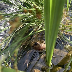 Blog Post: How To Build A Wildlife Pond
