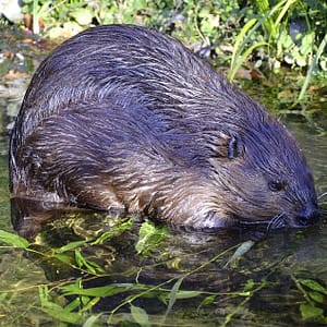 'Laziest Beavers In World' Build Dam On Exmoor For First Time In 400 Years
