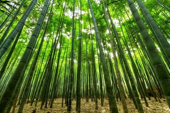 The Best Bamboo Toothbrushes: A bamboo forest.