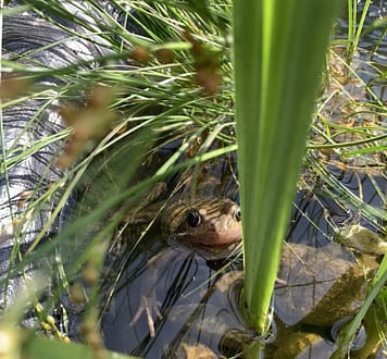 How To Build A Wildlife Pond: A Frog Peaks Out From behind An Iris