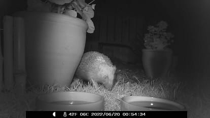 A hedgehog approaches a bowl of fresh water.

How to help wildlife in a heatwave.