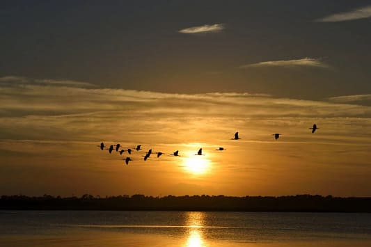A flock of heron flies across a sun-drenched sky.

How to help wildlife in a heatwave.

