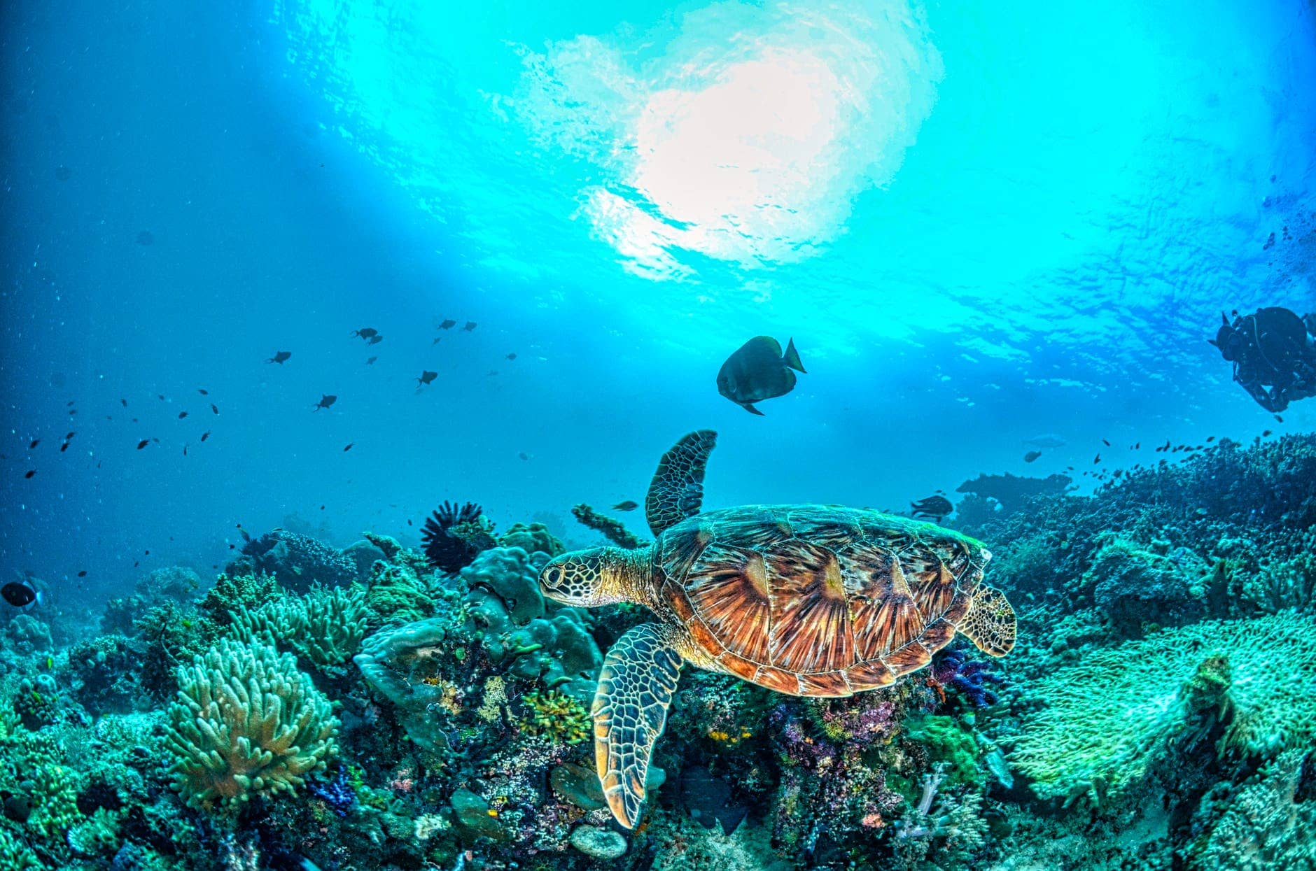 COP26 Ecuador To Expand Sea Turtle & Hammerhead Shark Breeding & Feeding Grounds