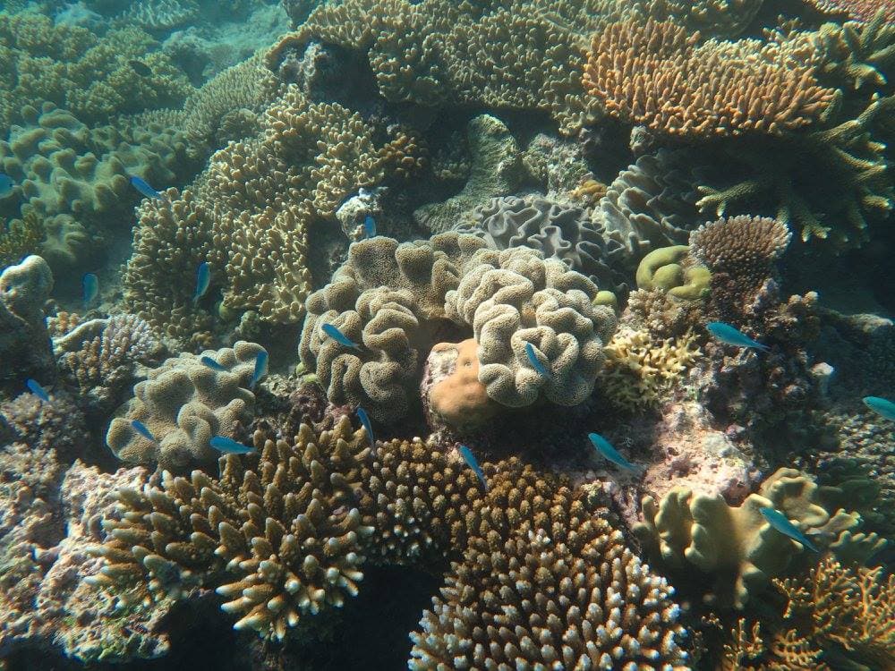 David Attenborough: A Life On Our Planet - Coral Bleaching