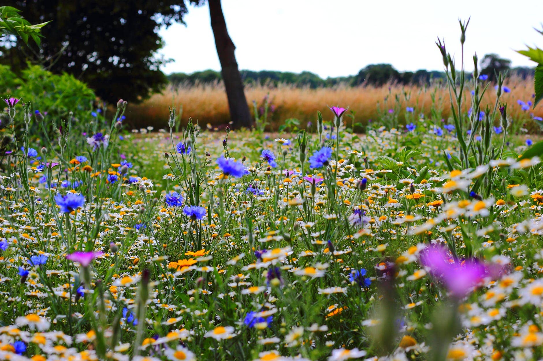 Environmental Land Management: A Wild Flower Meadow