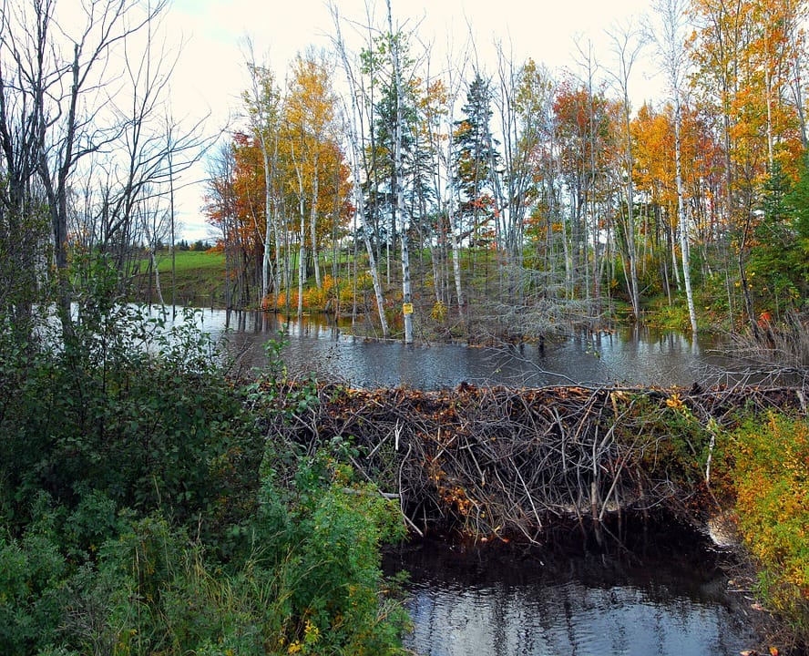 A Beaver Dam
