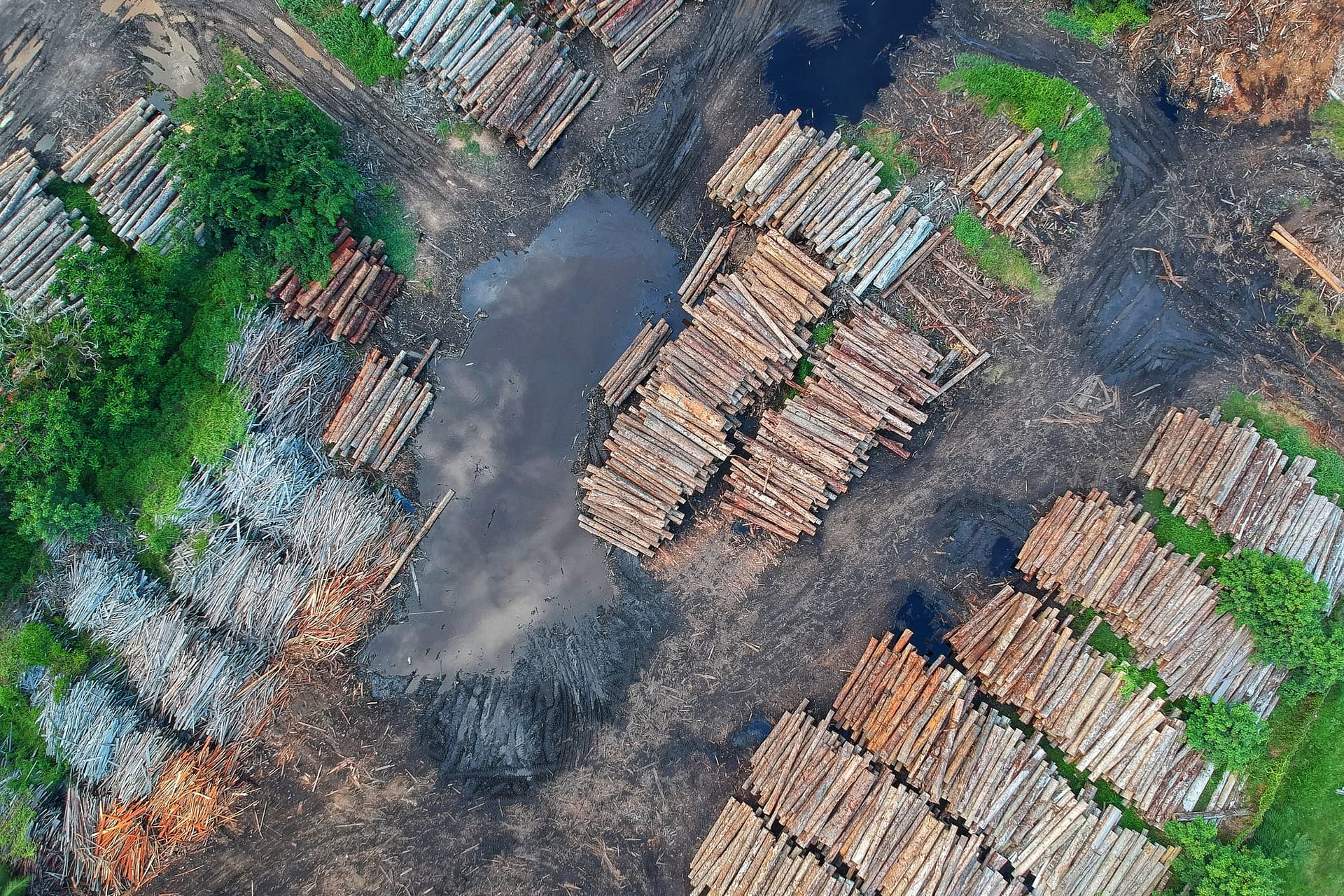 Amazon Rainforest Logging