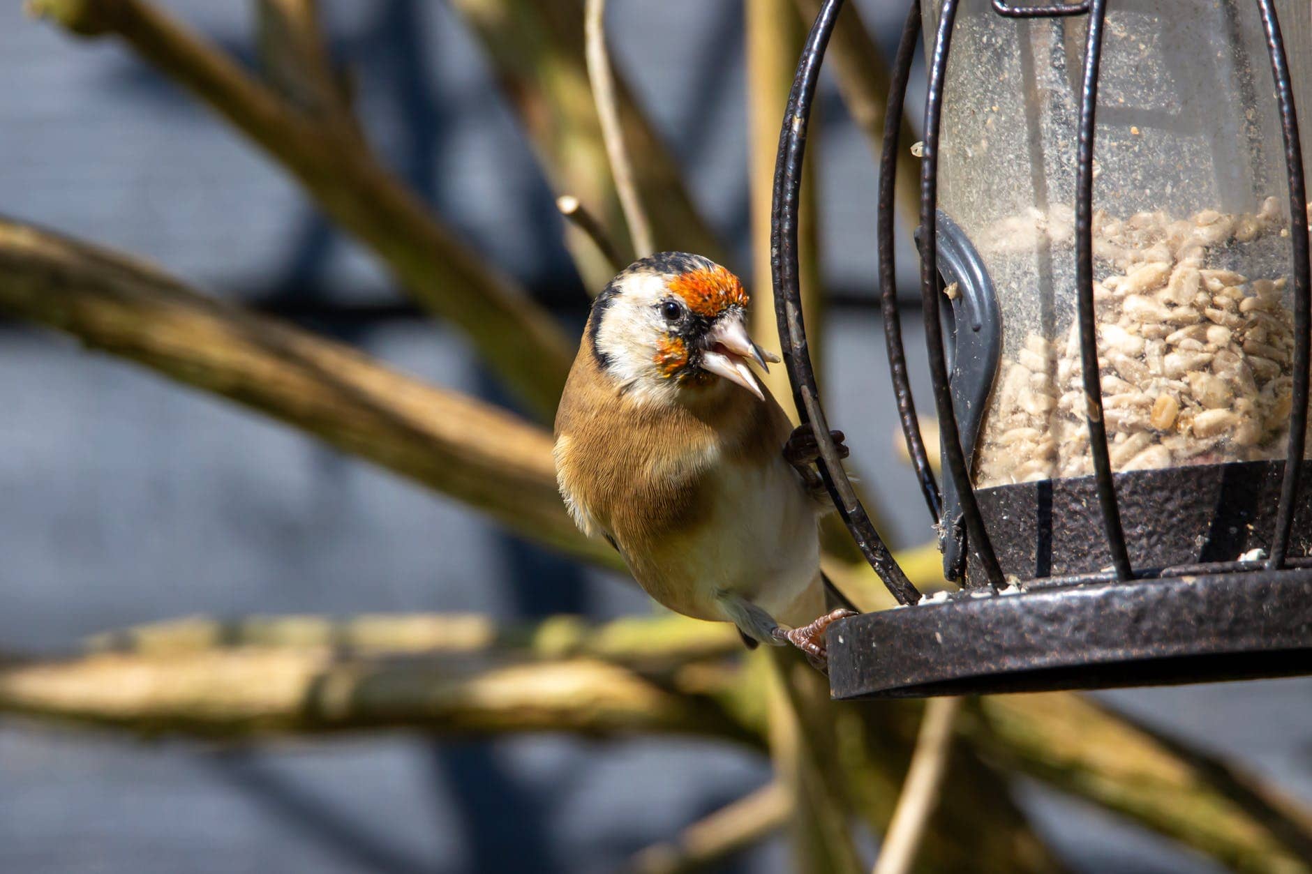 A goldfinch enjoys seed from a bird feeder.

How to help wildlife in a heatwave.