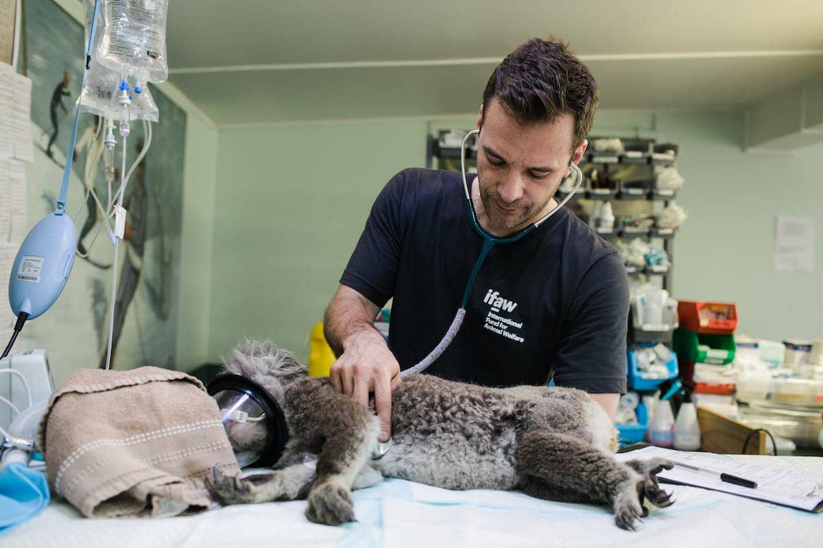 An unwell koala bear receives treatment.